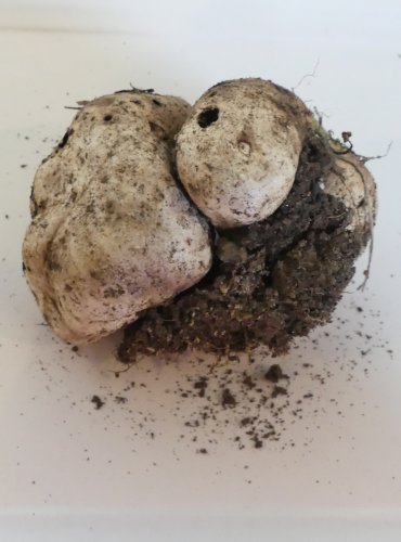 PESTŘEC PRÁŠIVKOVITÝ (Scleroderma bovista) FOTO: Petr Mužák, 10/2024