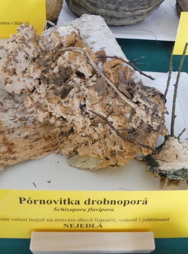 PÓRNOVITKA DROBNOPÓRÁ (Schizopora flavipora) FOTO: Petr Mužák, 10/2024