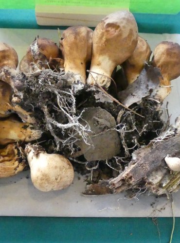 PÝCHAVKA HRUŠKOVITÁ (Lycoperdon pyriforme) FOTO: Petr Mužák, 10/2024