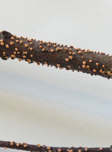 RÁŽOVKA RUMĚLKOVÁ (Nectria cinnabarina) FOTO: Petr Mužák, 10/2024