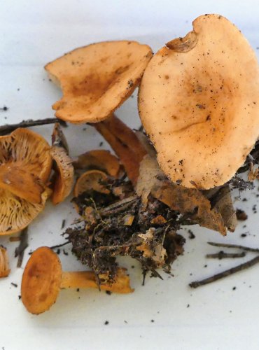 RYZEC LIŠKOVÝ (Lactarius tabidus) FOTO: Petr Mužák, 10/2024