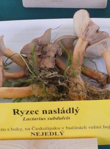 RYZEC NASLÁDLÝ (Lactarius subdulcis) FOTO: Petr Mužák, 10/2024