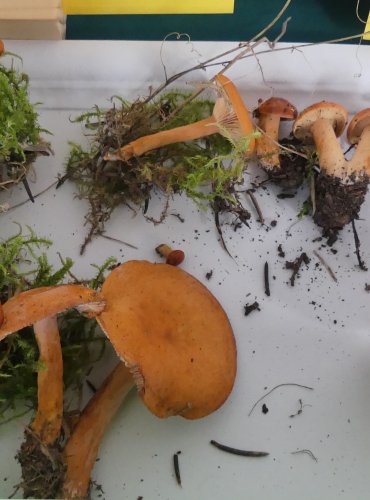 RYZEC ORANŽOVÝ (Lactarius aurantiacus) FOTO: Petr Mužák, 10/2024