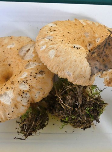 RYZEC PÝŘITÝ (Lactarius pubescens) FOTO: Petr Mužák, 10/2024
