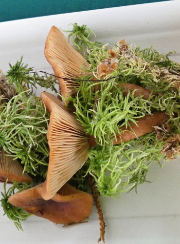 RYZEC RAŠELINÍKOVÝ (Lactarius sphagneti) FOTO: Petr Mužák, 10/2024