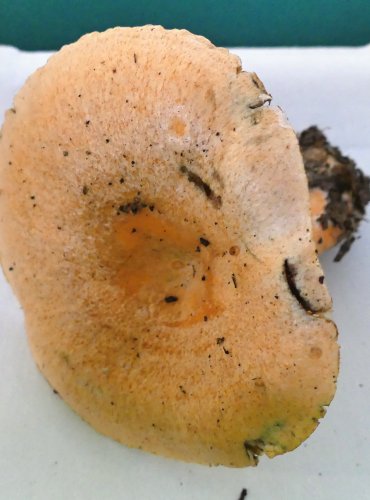 RYZEC SMRKOVÝ (Lactarius deterrimus) FOTO: Petr Mužák, 10/2024