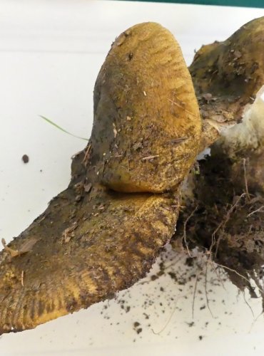 RYZEC ŠEREDNÝ (Lactarius turpis) FOTO: Petr Mužák, 10/2024