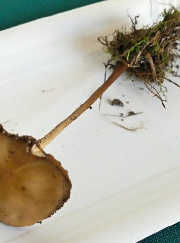 SLIZEČKA OCASATÁ neboli penízovka kořenující (Oudemansiella radicata) FOTO: Petr Mužák, 10/2024
