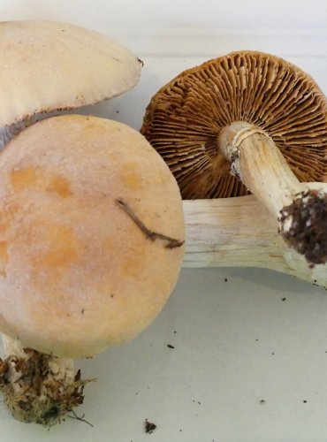 SLUKA SVRASKALÁ (Rozites caperata) FOTO: Petr Mužák, 10/2024