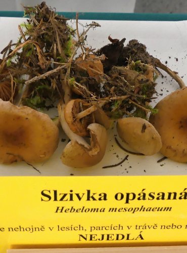 SLZIVKA OPÁSANÁ (Hebeloma mesophaeum) FOTO: Petr Mužák, 10/2024