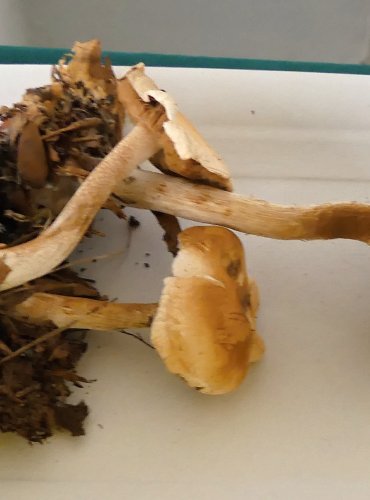 SLZIVKA OPRAHLÁ (Hebeloma crustuliniforme) FOTO: Petr Mužák, 10/2024