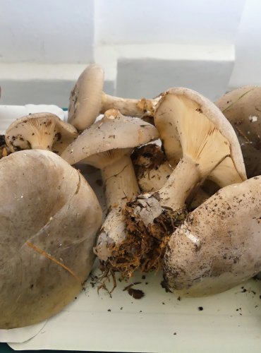 STRMĚLKA MLŽENKA (Clitocybe nebularis) FOTO: Petr Mužák, 10/2024