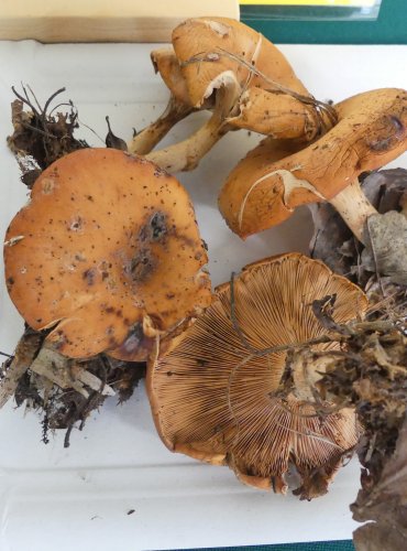 STRMĚLKA PŘEHRNUTÁ (Lepista flaccida) FOTO: Petr Mužák, 10/2024