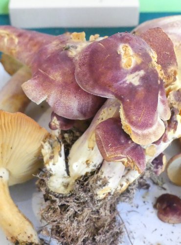 ŠAFRÁNKA ČERVENOŽLUTÁ (Tricholomopsis rutilans) FOTO: Petr Mužák, 10/2024