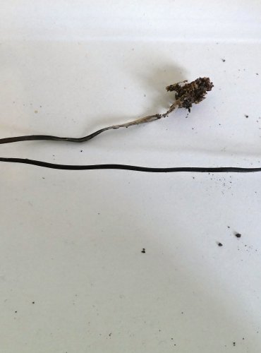 ŠPIČKA CIBULOVÁ (Mycetinis alliaceus) FOTO: Petr Mužák, 10/2024