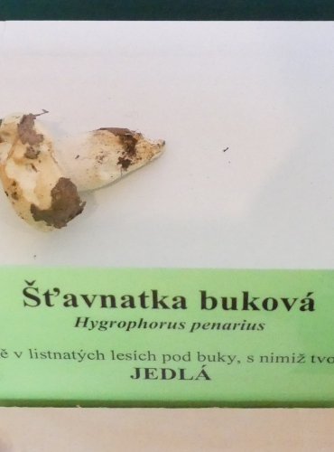 ŠŤAVNATKA BUKOVÁ (Hygrophorus penarius) FOTO: Petr Mužák, 10/2024