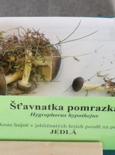ŠŤAVNATKA POMRAZKA (Hygrophorus hypothejus) FOTO: Petr Mužák, 10/2024