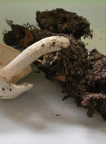 ŠŤAVNATKA SLONOVINOVÁ (Hygrophorus eburneus) FOTO: Petr Mužák, 10/2024