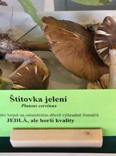 ŠTÍTOVKA JELENÍ (Pluteus cervinus) FOTO: Petr Mužák, 10/2024