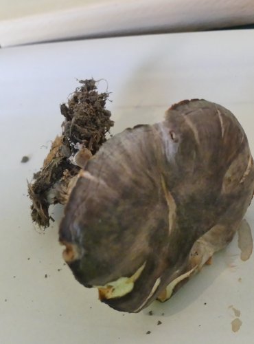 ŠTÍTOVKA POUZAROVA (Pluteus pouzarianus) FOTO: Petr Mužák, 10/2024