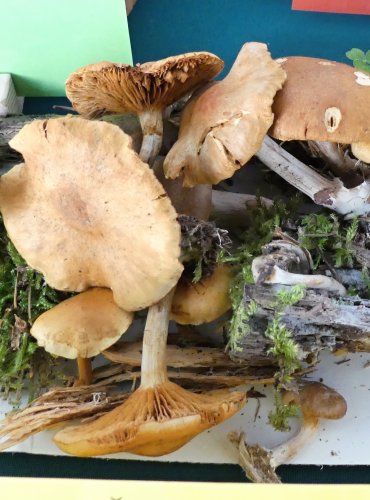 PLAMÉNKA (ŠUPINOVKA) NEVONNÁ (Gymnopilus penetrans)  FOTO: Petr Mužák, 10/2024