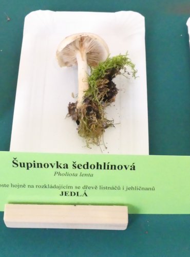 ŠUPINOVKA ŠEDOHLÍNOVÁ (Pholiota lenta) FOTO: Petr Mužák, 10/2024
