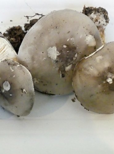 TMAVOBĚLKA OBECNÁ (Melanoleuca melaleuca) FOTO: Petr Mužák, 10/2024