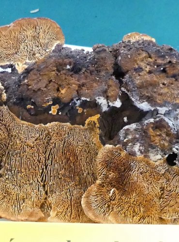 TRÁMOVKA PLOTNÍ (Gloeophyllum sepiarium) FOTO: Petr Mužák, 10/2024