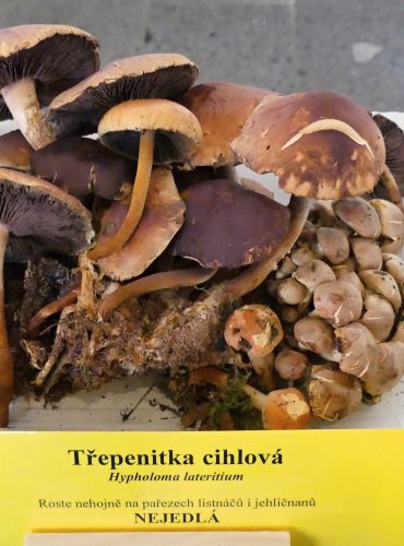 TŘEPENITKA CIHLOVÁ (Hypholoma lateritium) FOTO: Petr Mužák, 10/2024