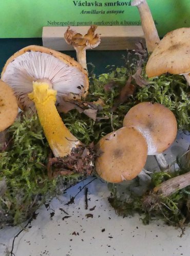 VÁCLAVKA HLÍZNATÁ (Armillaria gallica) FOTO: Petr Mužák, 10/2024