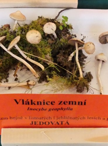 VLÁKNICE ZEMNÍ (Inocybe geophylla) FOTO: Petr Mužák, 10/2024