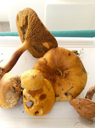 KLOUZEK SLIČNÝ (Suillus grevillei) + vlevo nahoře KLOUZEK KRAVSKÝ (Suillus bovinus) 
