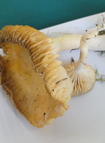 VOSKOVKA LUČNÍ (Cuphophyllus pratensis) FOTO: Petr Mužák, 10/2024