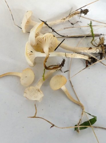 VOSKOVKA PANENSKÁ (Cuphophyllus vigineus) FOTO: Petr Mužák, 10/2024