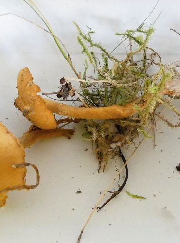 ZRNIVKA OSINKOVÁ (Cystoderma amianthinum) FOTO: Petr Mužák, 10/2024