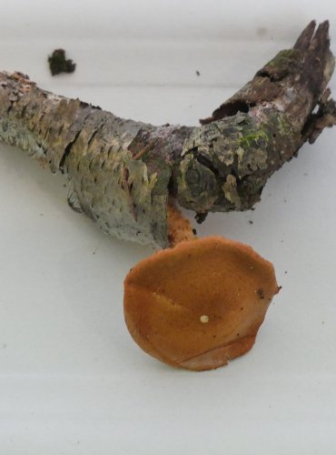 ZRNIVKA RUMĚLKOVÁ (Cystodermella cinnabarina) FOTO: Petr Mužák, 10/2024