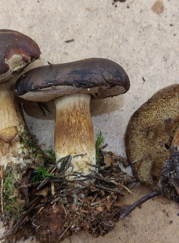 HŘIB HNĚDÝ (Boletus badius) FOTO: Marta Knauerová, 25.–26. 10. 2025