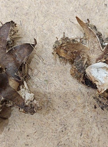 HVĚZDOVKA LÍMEČKOVÁ (Geastrum striatum) FOTO: Marta Knauerová, 25.–26. 10. 2025

