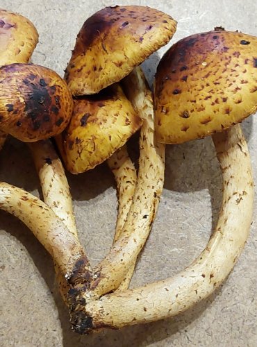 ŠUPINOVKA SLIZKÁ (Pholiota adiposa) FOTO: Marta Knauerová, 25.–26. 10. 2025