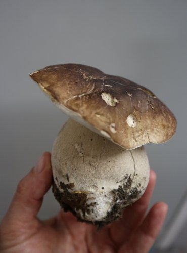 Lyofilizovaný HŘIB SMRKOVÝ (Boletus edulis) Foto: Marta Knauerová