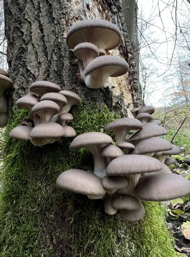 HLÍVA ÚSTŘIČNÁ (Pleurotus ostreatus) FOTO: Lada Černá