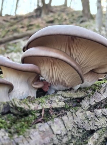 HLÍVA ÚSTŘIČNÁ (Pleurotus ostreatus) FOTO: Lada Černá