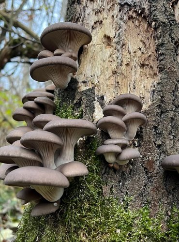 HLÍVA ÚSTŘIČNÁ (Pleurotus ostreatus) FOTO: Lada Černá