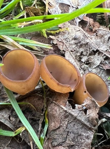 HLÍZENKA SASANKOVÁ (Dumontinia tuberosa) FOTO: Lada Černá