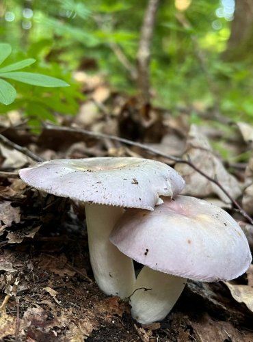 HOLUBINKA DOUPŇÁKOVÁ (Russula grisea) FOTO: Lada Černá