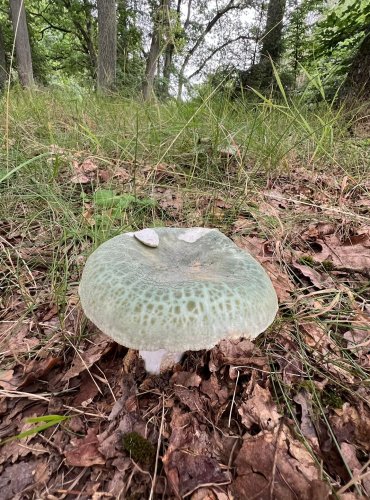 HOLUBINKA NAZELENALÁ (Russula virescens) FOTO: Lada Černá