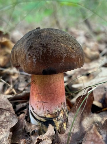 HŘIB BARVOMĚNNÝ (Neoboletus xanthopus) FOTO: Lada Černá