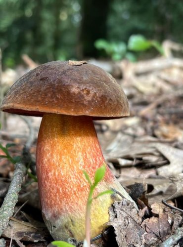 HŘIB BARVOMĚNNÝ (Neoboletus xanthopus) FOTO: Lada Černá
