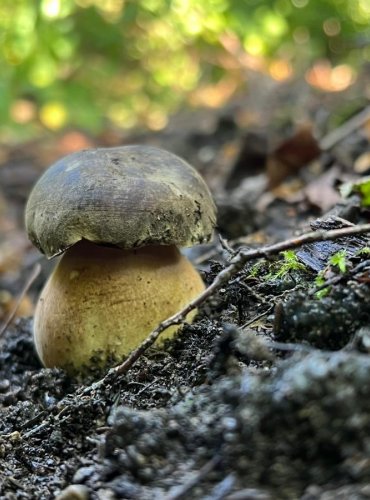 HŘIB BRONZOVÝ (Boletus aereus) zapsán v Červeném seznamu hub (makromycetů) v kategorii NT – téměř ohrožený druh, FOTO: Lada Černá