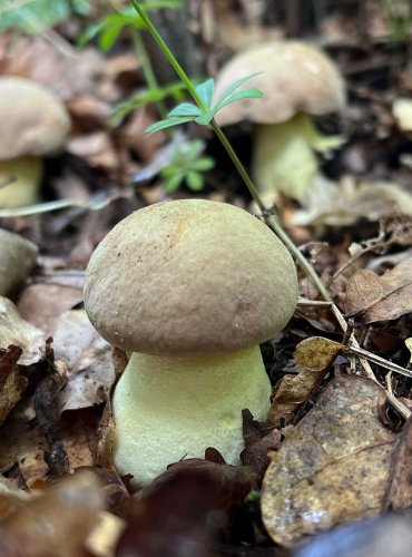 HŘIB FECHTNERŮV (Butyriboletus fechtneri) § - zákonem chráněný kriticky ohrožený druh, zapsán v Červeném seznamu hub (makromycetů) České republiky v kategorii NT – téměř ohrožený druh, FOTO: Lada Černá